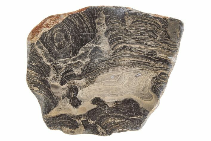 Polished Stromatolite (Acaciella) from Australia - MYA #208197